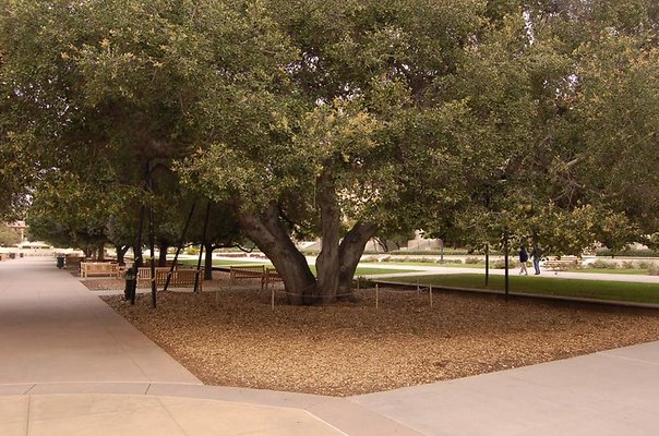 OXY.Uni..Library.09